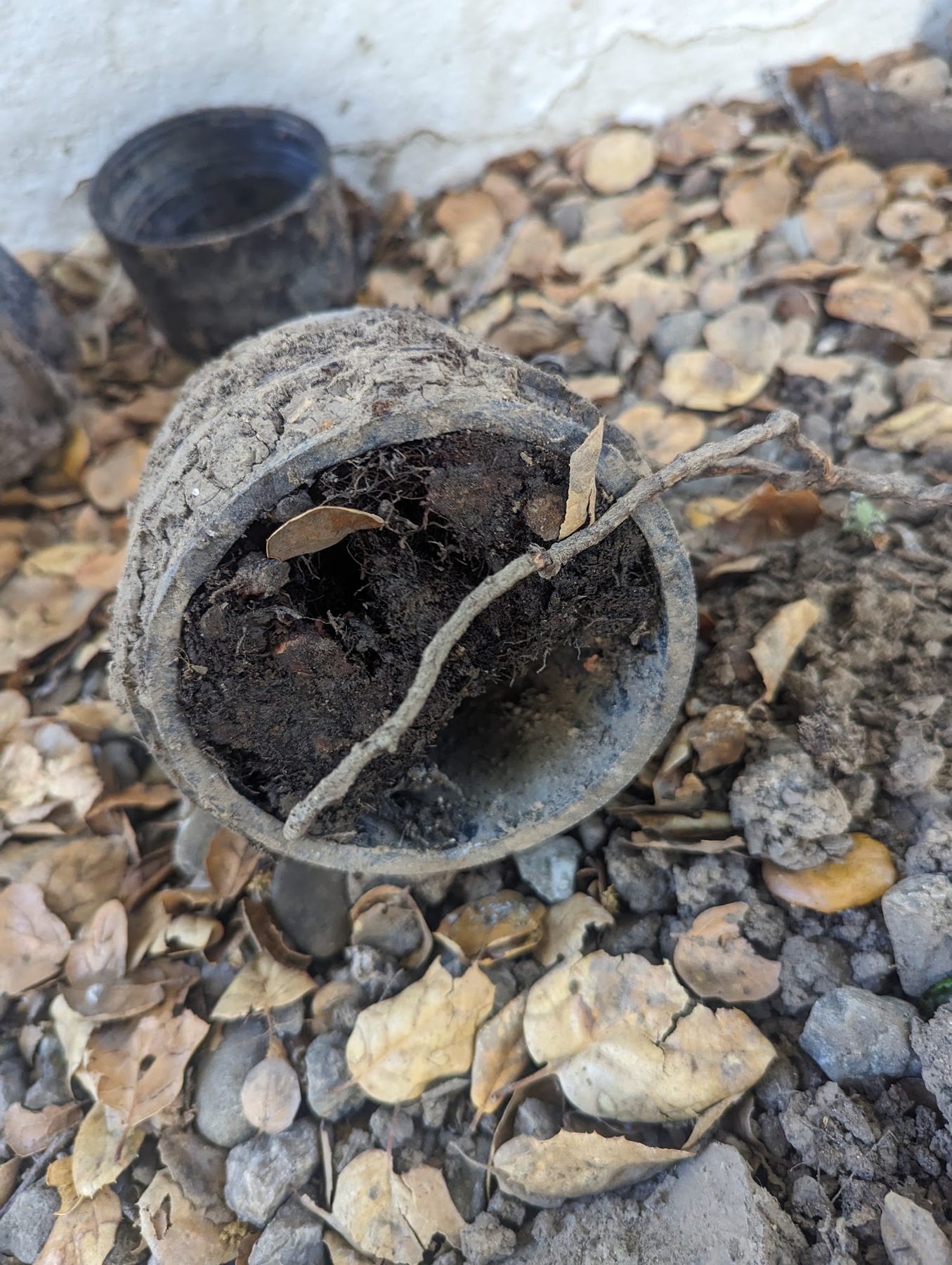 Roots choking an old lateral