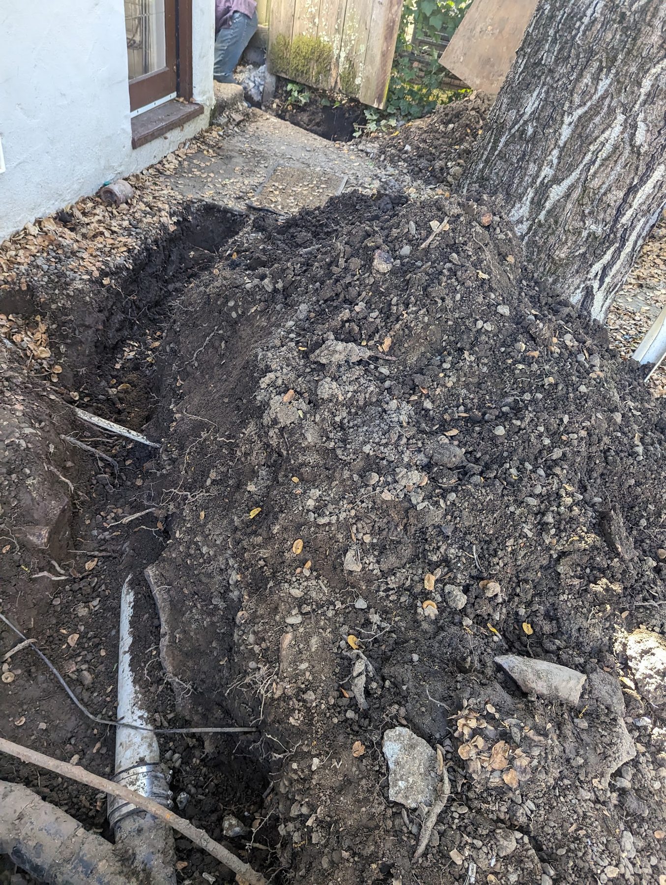 Roots cleared from a failing line
